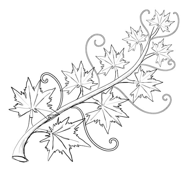 Premium vector pumpkin leaf vine hand drawn lines on halloween day on a white background isolate
