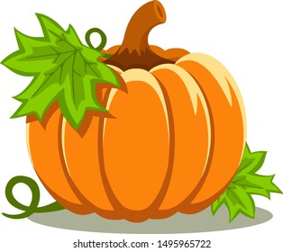 Pumpkin leaves closeup on white background stock vector royalty free