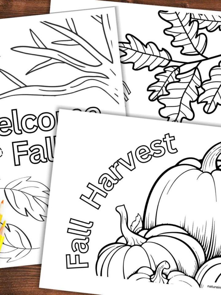 Pumpkin exploration with free printables
