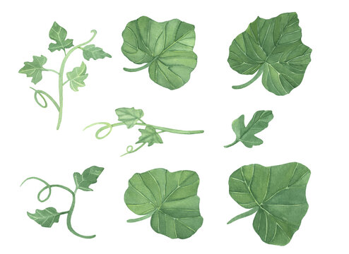 Pumpkin leaves images â browse photos vectors and video