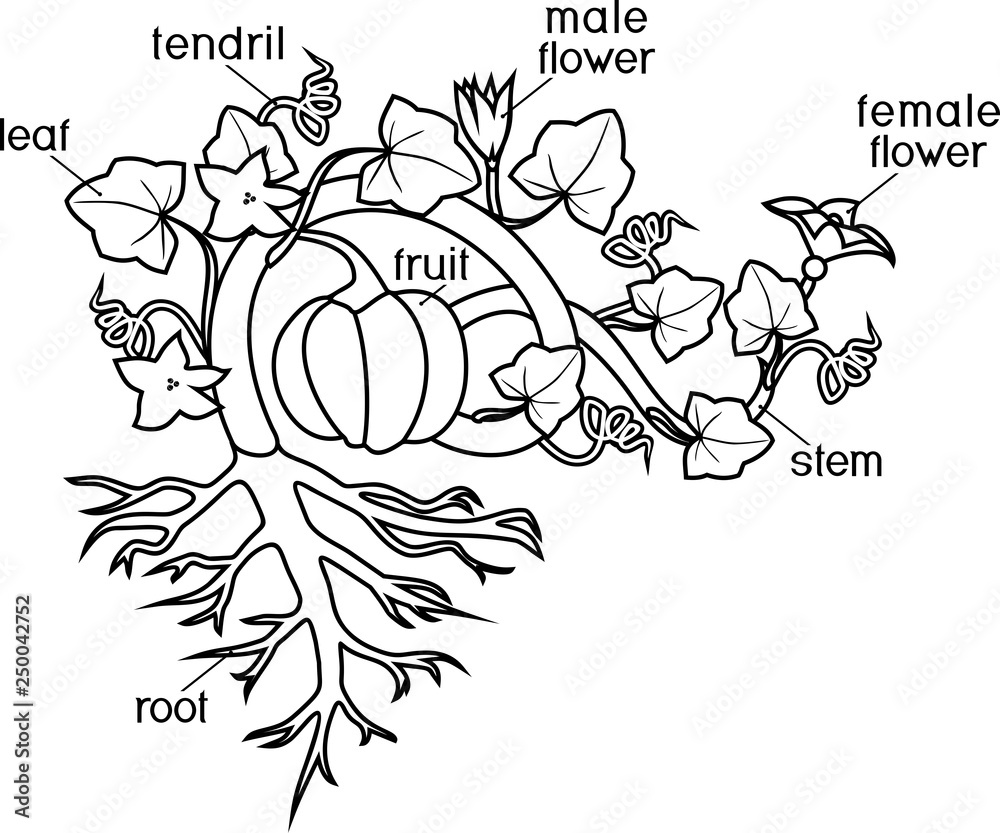 Coloring page with parts of plant morphology of pumpkin plant with fruit green leaves root system and titles vector