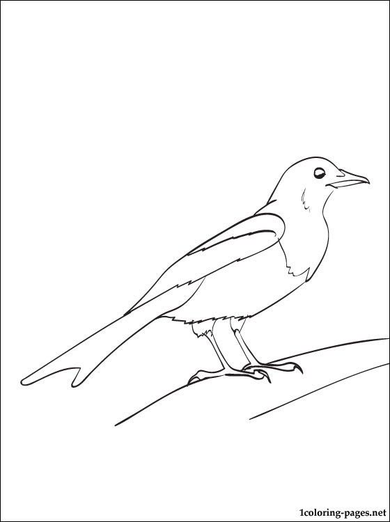 Magpie coloring and printable page urraca dibujo de escuela dibujos