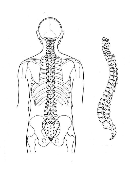 Coloring page spine