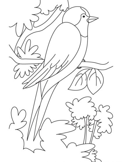 Pin on swallow coloring pages