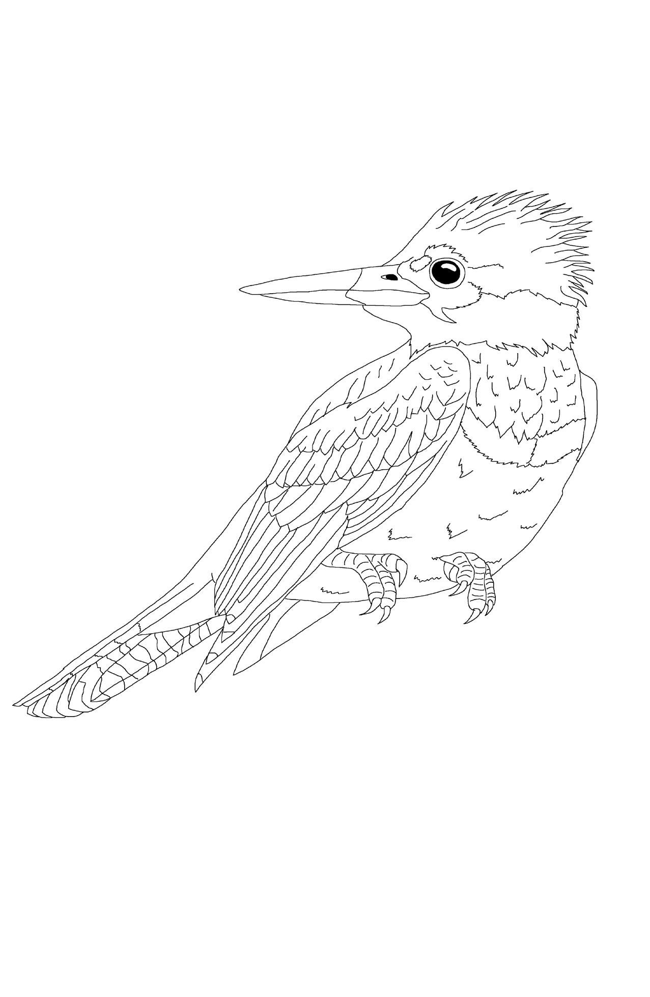 Parte neuropsicologãa del dibujo aves de colombia by animalextintoeditorial