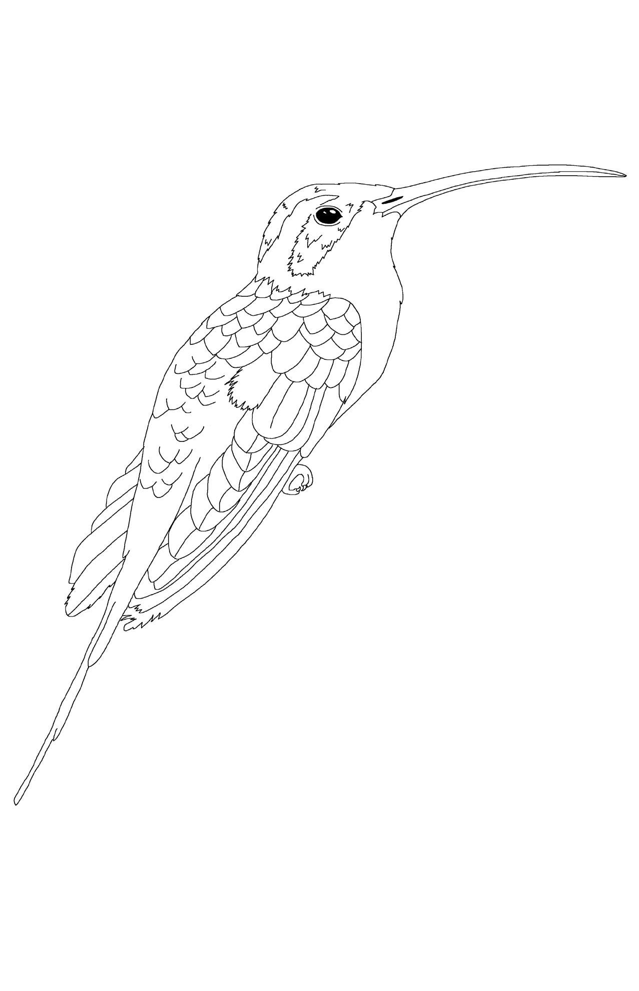 Vencejo acollarado