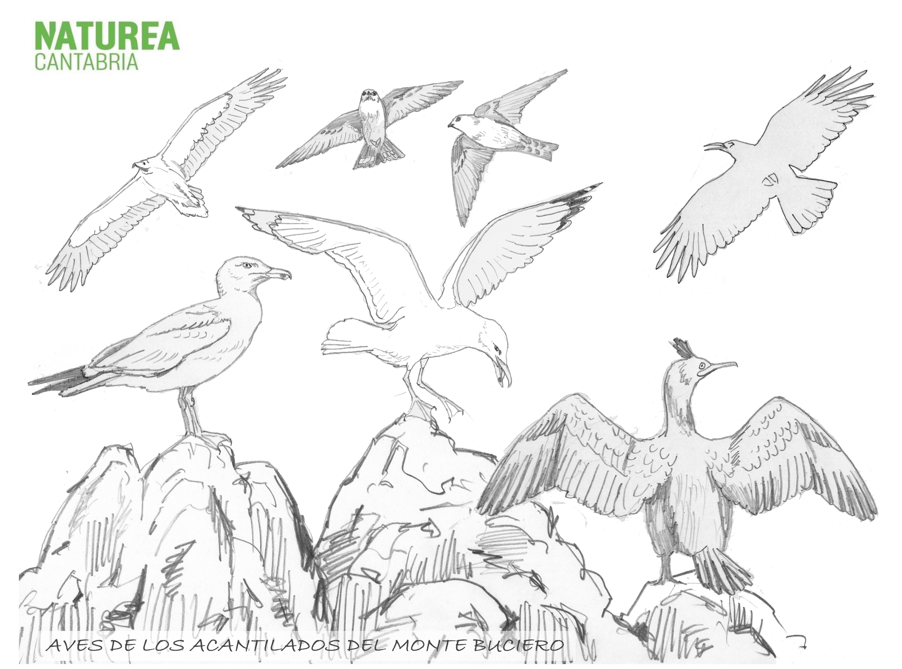 Natureaencasa os mostramos las aves del acantilado