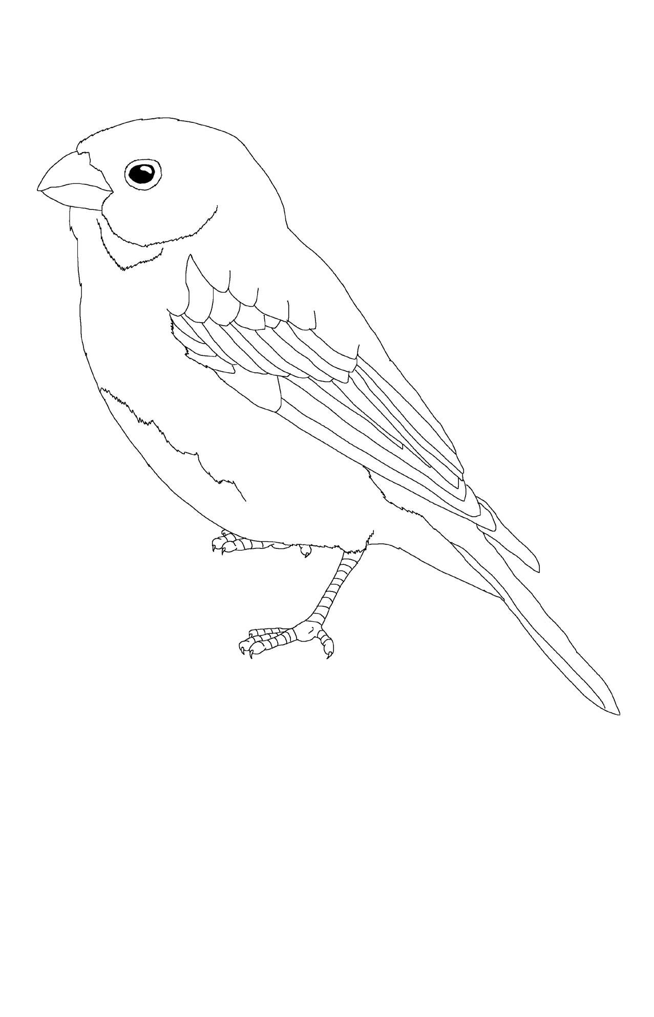 Parte neuropsicologãa del dibujo aves de colombia by animalextintoeditorial