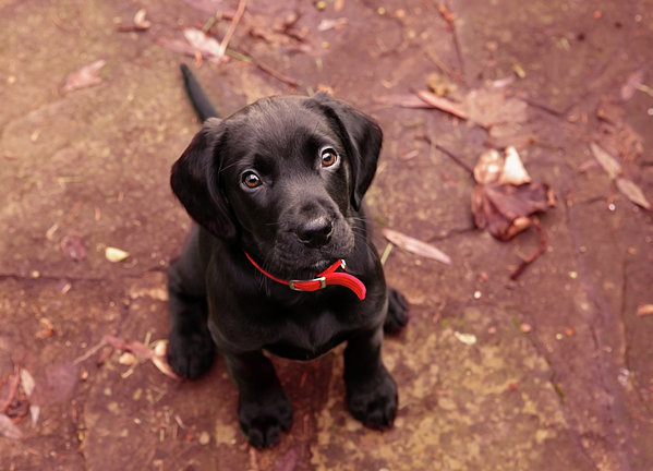 Black labrador puppy jigsaw puzzle by juliet white