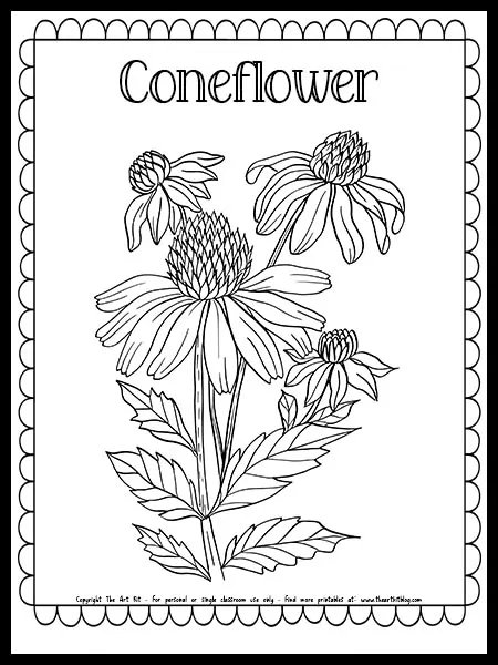 Coneflower coloring page free printable â the art kit