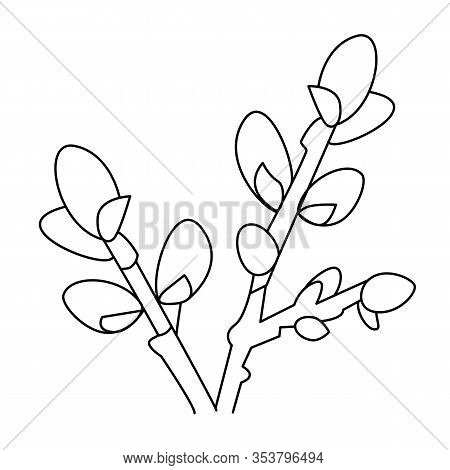 Sprig willow hand vector photo free trial bigstock