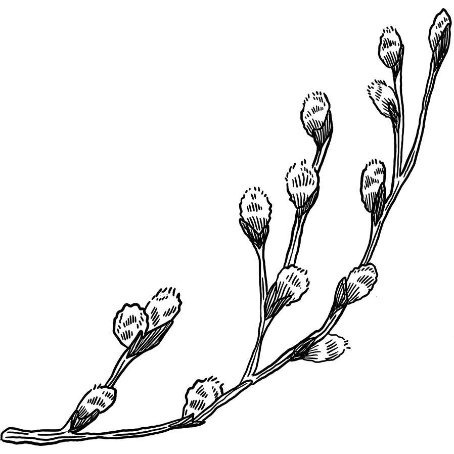 Pussy willow