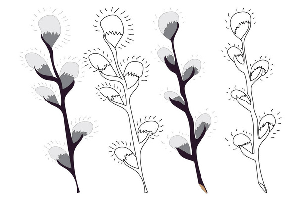Pussy willow free stock vectors
