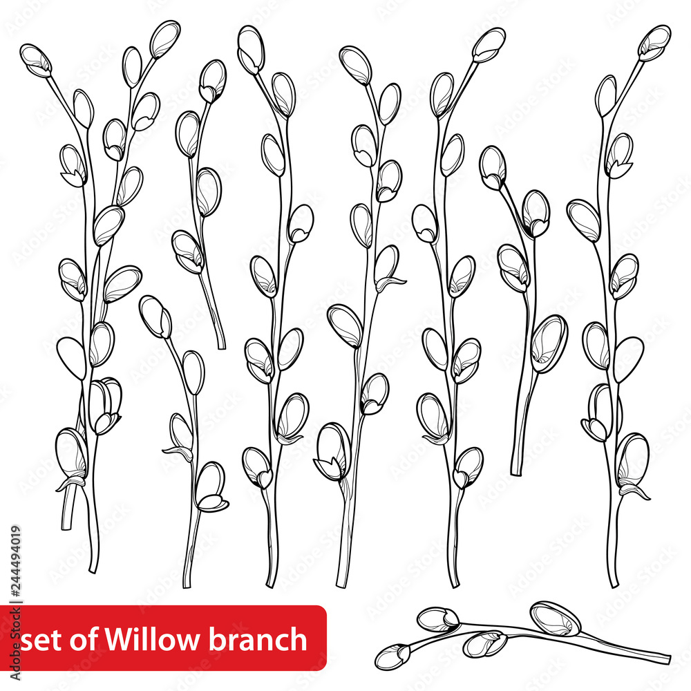 Vector set with outline willow twigs in black isolated on white background branch with blossoming pussy willow in contour style for springtime design and easter coloring book vector