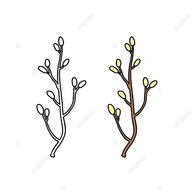 Doodle outline and colored pussy willow twig pollen botany willow vector botany drawing color drawing pollen png and vector with transparent background for free download