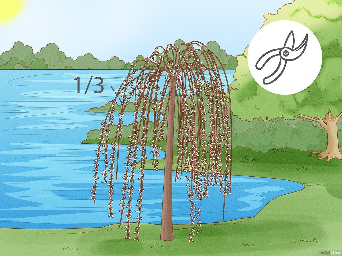 How to preserve willow branches simple steps