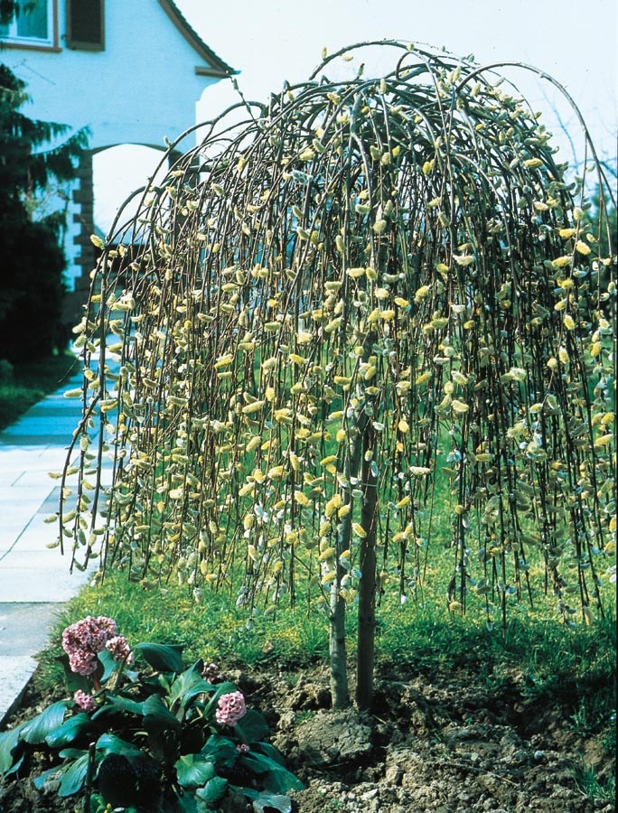 Lowes pink weeping pussy willow tree feature shrub in pot with soil in the shrubs department at