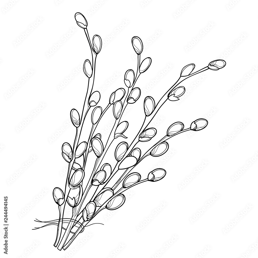 Vector bouquet with outline willow twigs in black isolated on white background branch with blooming pussy willow in contour style for springtime design and easter coloring book vector