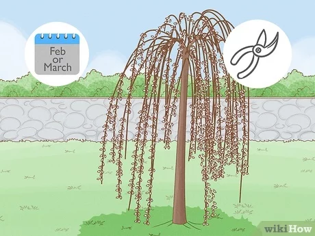 How to preserve willow branches simple steps