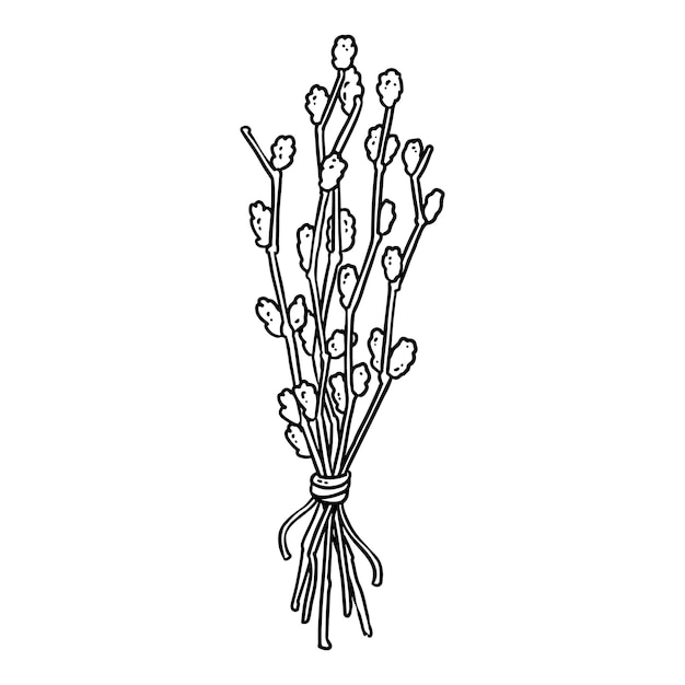 Premium vector spring flowers vintage hand drawn pussywillow sketch vector engraving illustration easter