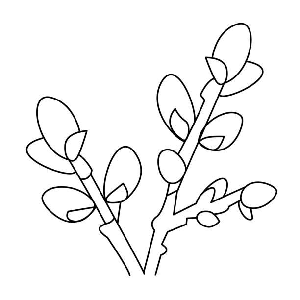 White willow leaves stock illustrations royalty