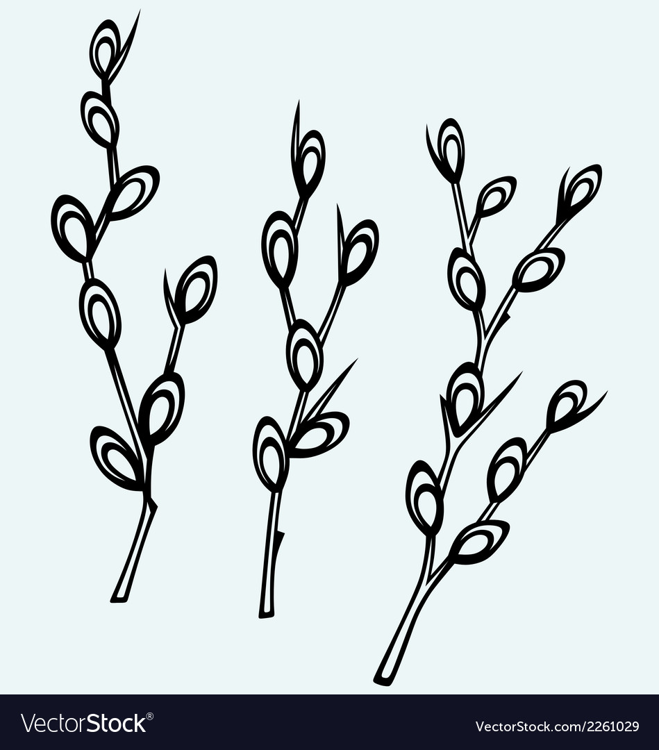 Pussy willow branches royalty free vector image