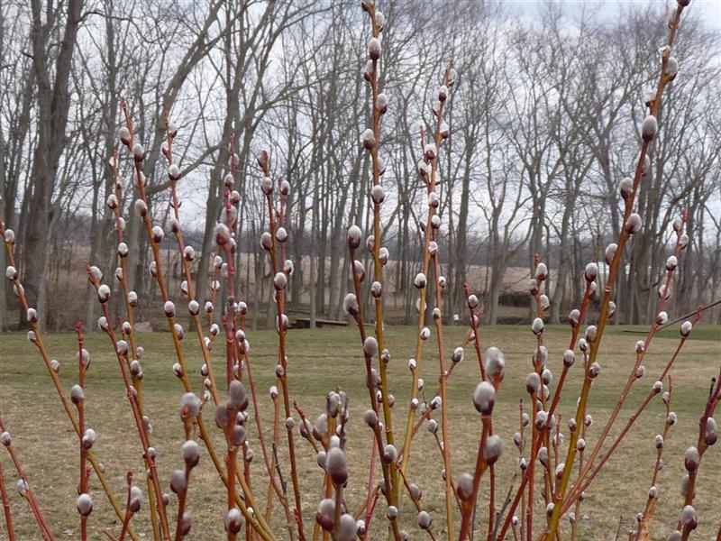 Buy french pussy willow plants trees online pixies gardens