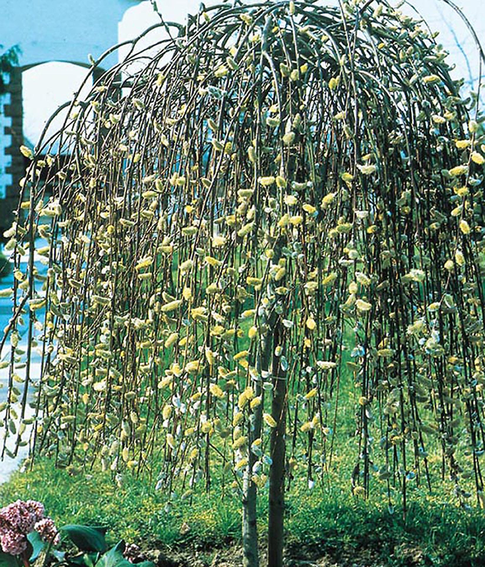 Lowes pink weeping pussy willow tree feature shrub in pot with soil in the shrubs department at