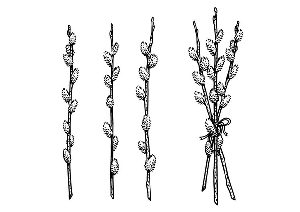 Pussy willow free stock vectors