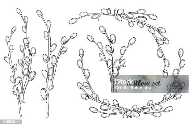 Vector set with outline willow twigs and bunch in black isolated on white background stock illustration