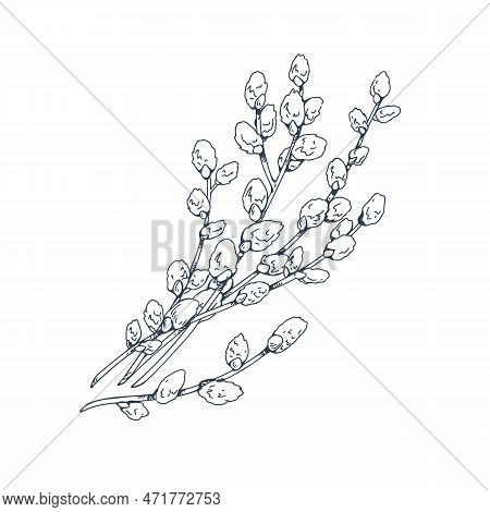 Pussy willow catkin images illustrations vectors free