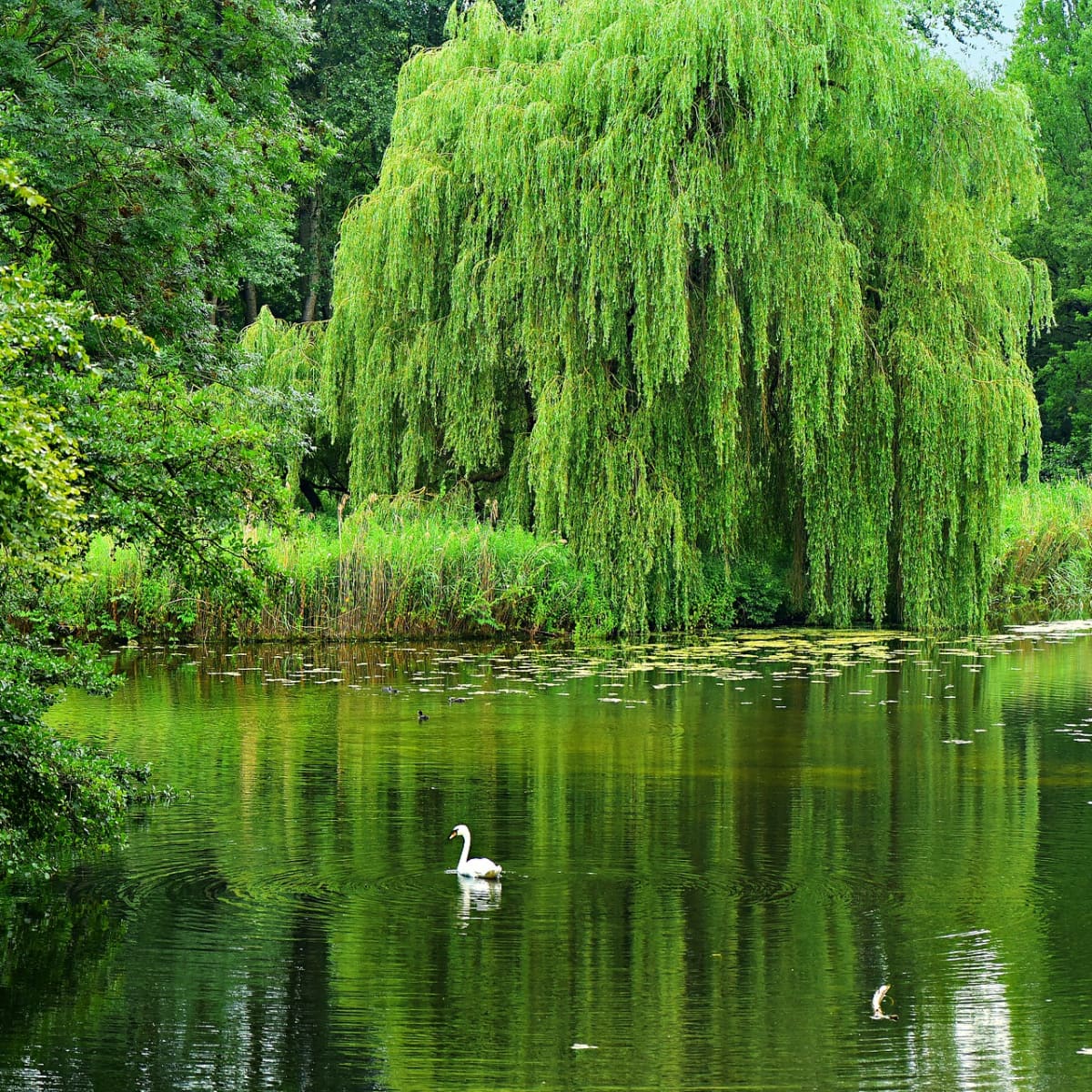 Willow trees and shrubs interesting and useful plants