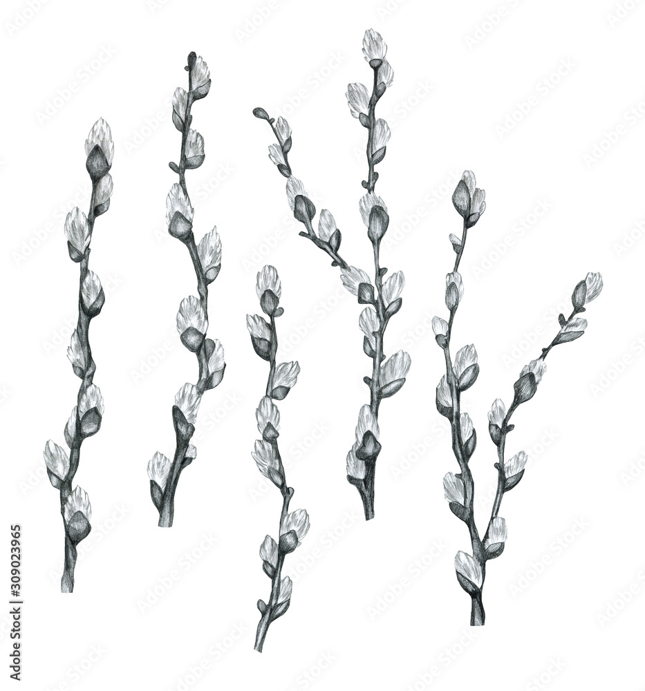 Pencil drawn pussy willow illustration isolated on white background spring illustration easter draw illustration