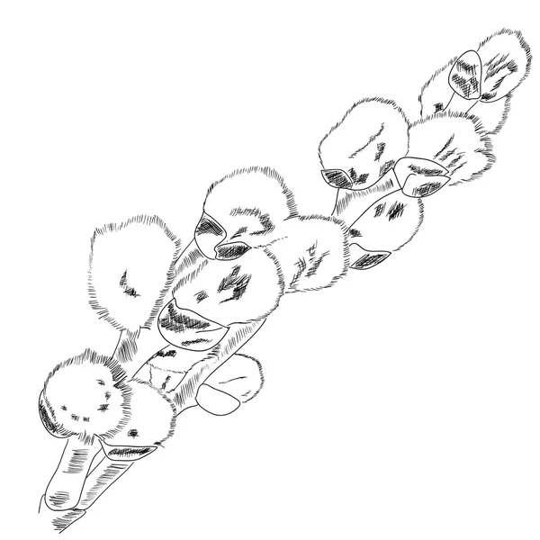 Catkins stock illustrations