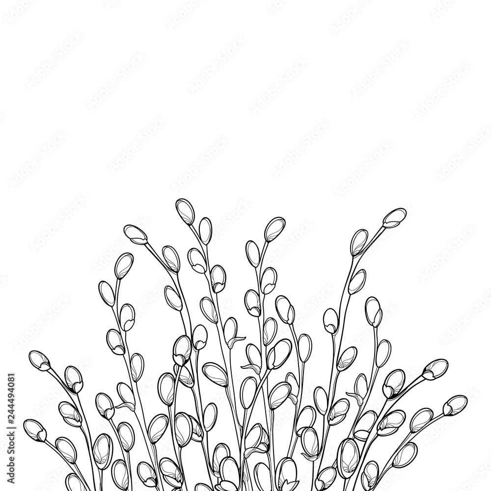 Vector bouquet with outline willow twigs in black isolated on white background branch with blooming pussy willow in contour style for springtime design and easter coloring book vector