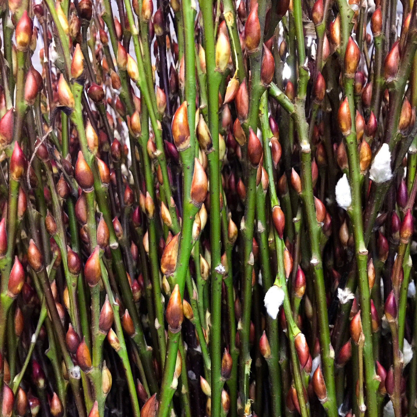 American pussy willow tree gt â green thumbs garden