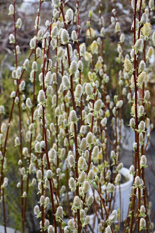 Pussy willow salix discolor in augusta manchester lewiston waterville maine me at longfellows greenhouses