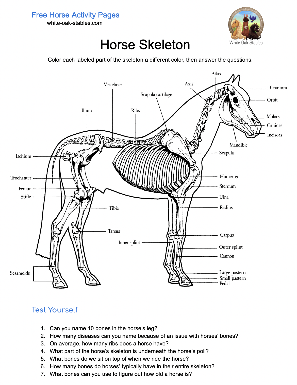 Horse skeleton activity pages white oak stables