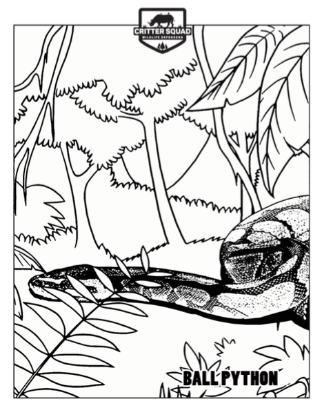 Ball python coloring