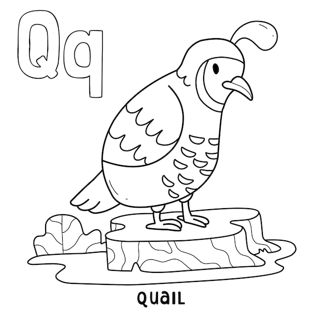 Premium vector alphabet animal quail for coloring with word hand drawn letter animal cartoon