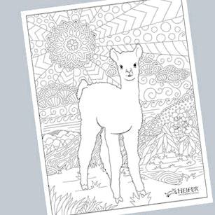 Advanced coloring page from international with an alpaca design international