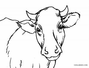 Free printable cow coloring pages for kids cow coloring pages cow face cow drawing