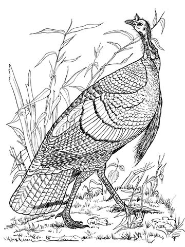 Pavo hembra salvaje dibujo para colorear pãginas para colorear de animal pãginas para colorear pavo dibujo