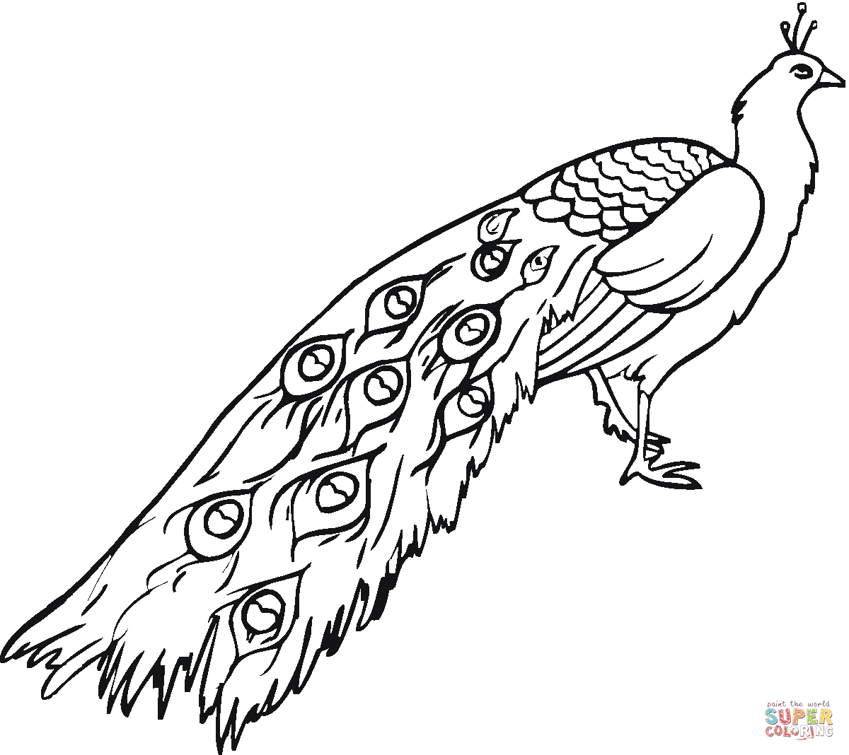 Peacock coloring pages to download and print for free