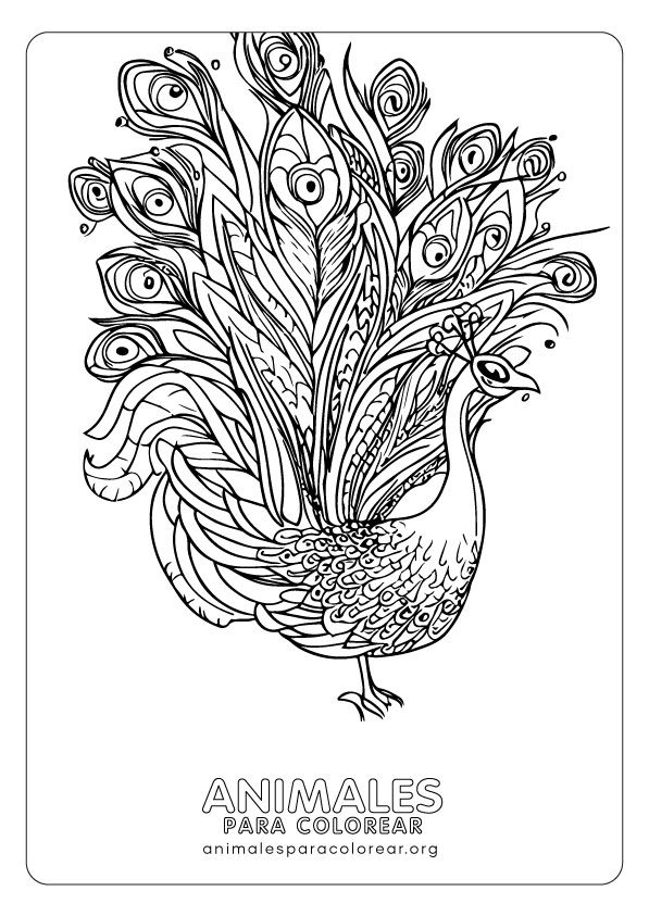 Pavos reales para colorear descarga e imprime gratis