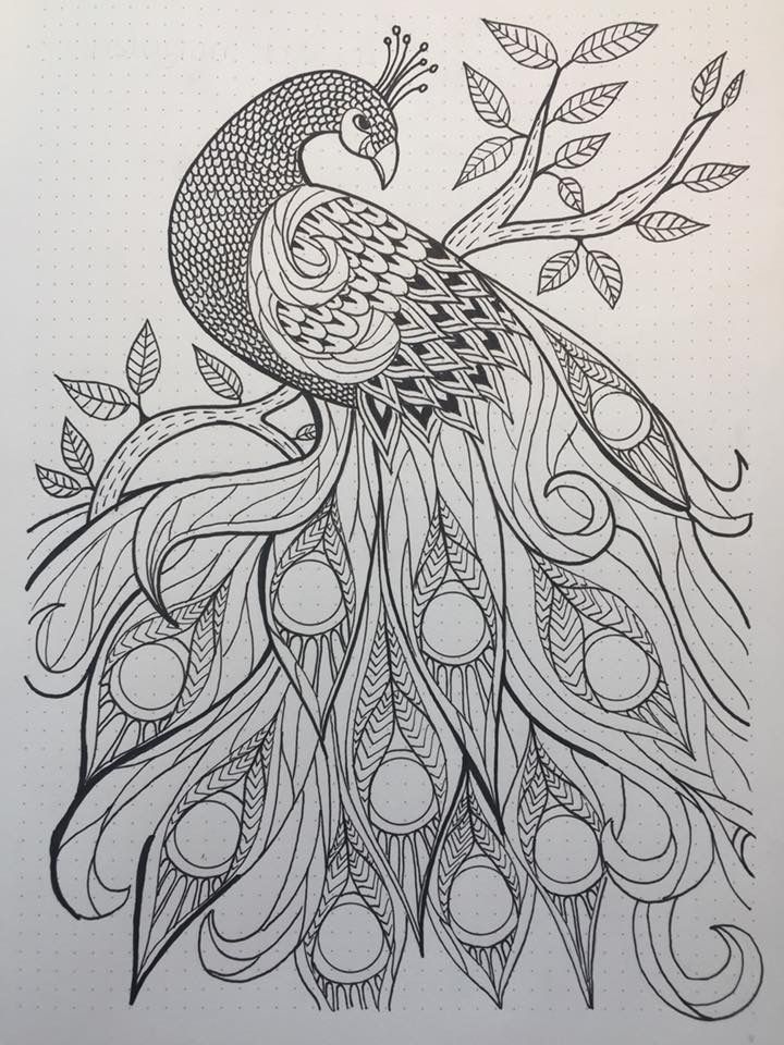 Peacock drawing peacock coloring pages flower t drawing