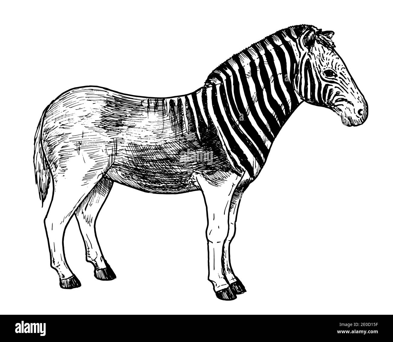 Drawing of quagga