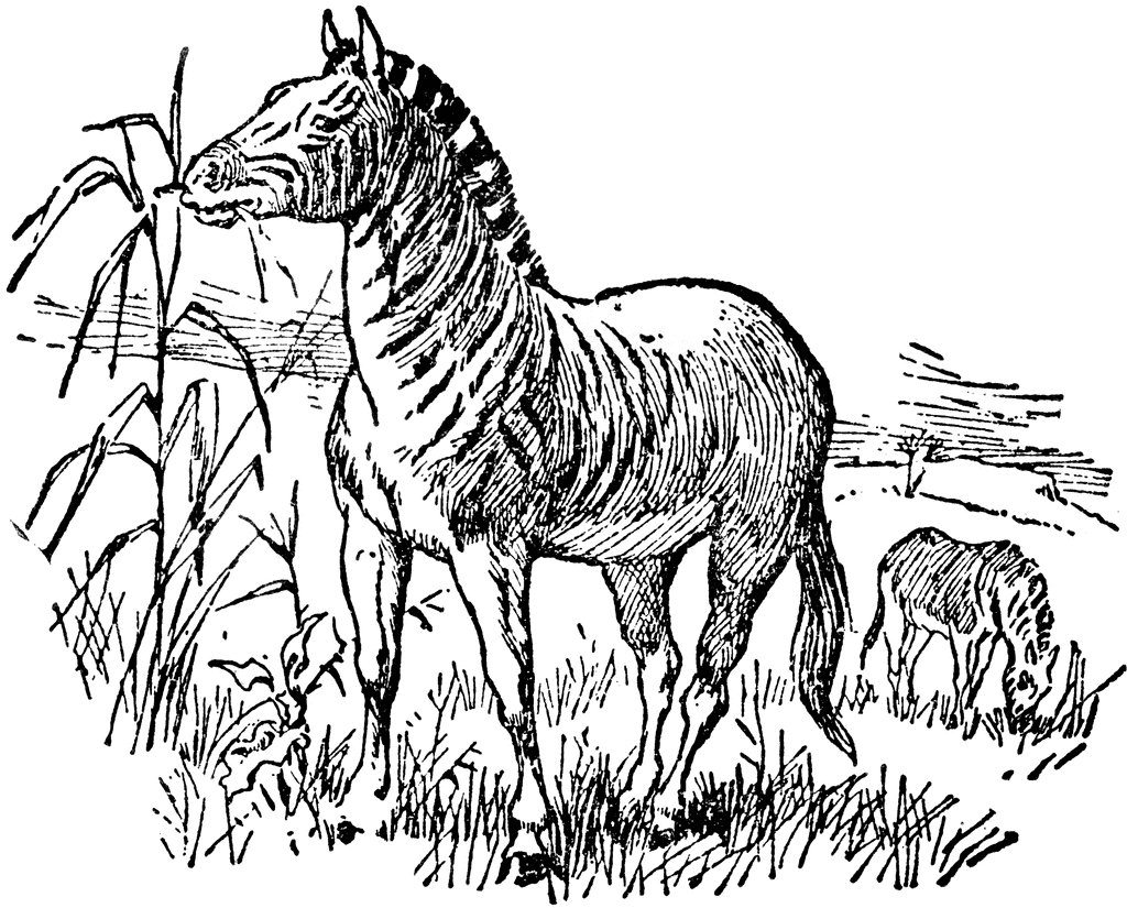 Quagga clipart