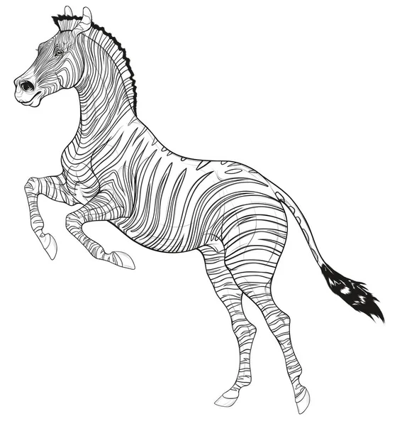 Quagga stock illustrations