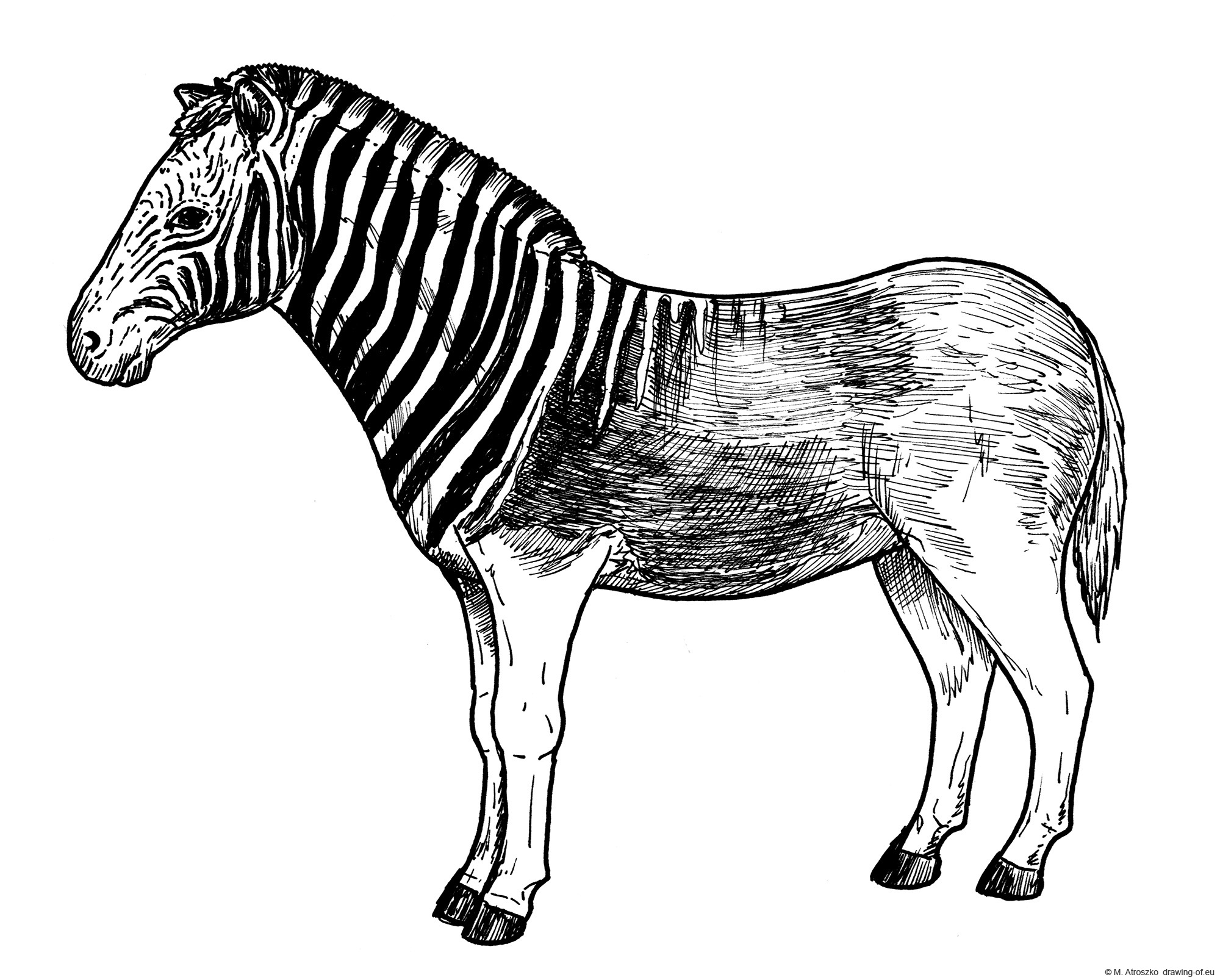 Quagga drawing â extinct zebra â line art illustrations